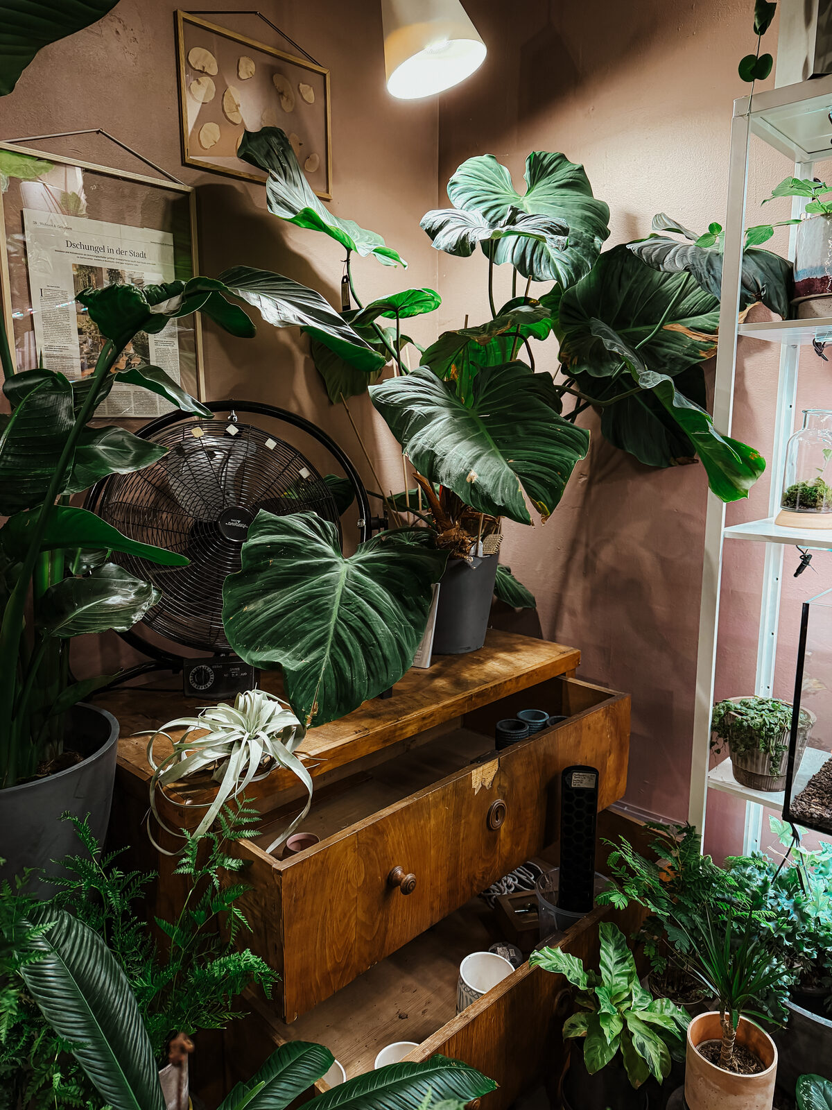 Plantologie 4